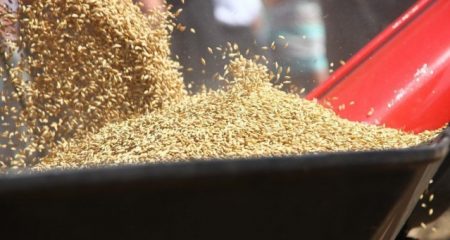 Как снизить травмирование зерна на элеваторных линиях