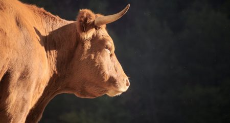 Захист від корозії металоконструкцій в твариництві методом гарячого цинкування